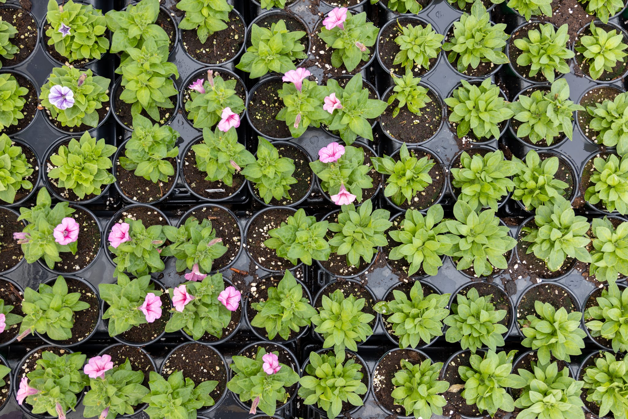 Blooms of Hope Watered Gardens 4178250536